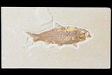 Bargain, Fossil Fish (Knightia) - Wyoming #126028-1